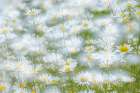 USA, Washington State, Seabeck. Multiple exposure of daisy flowers. Art Print